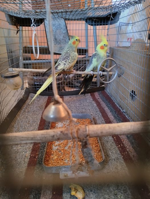 Кореллы парочка .