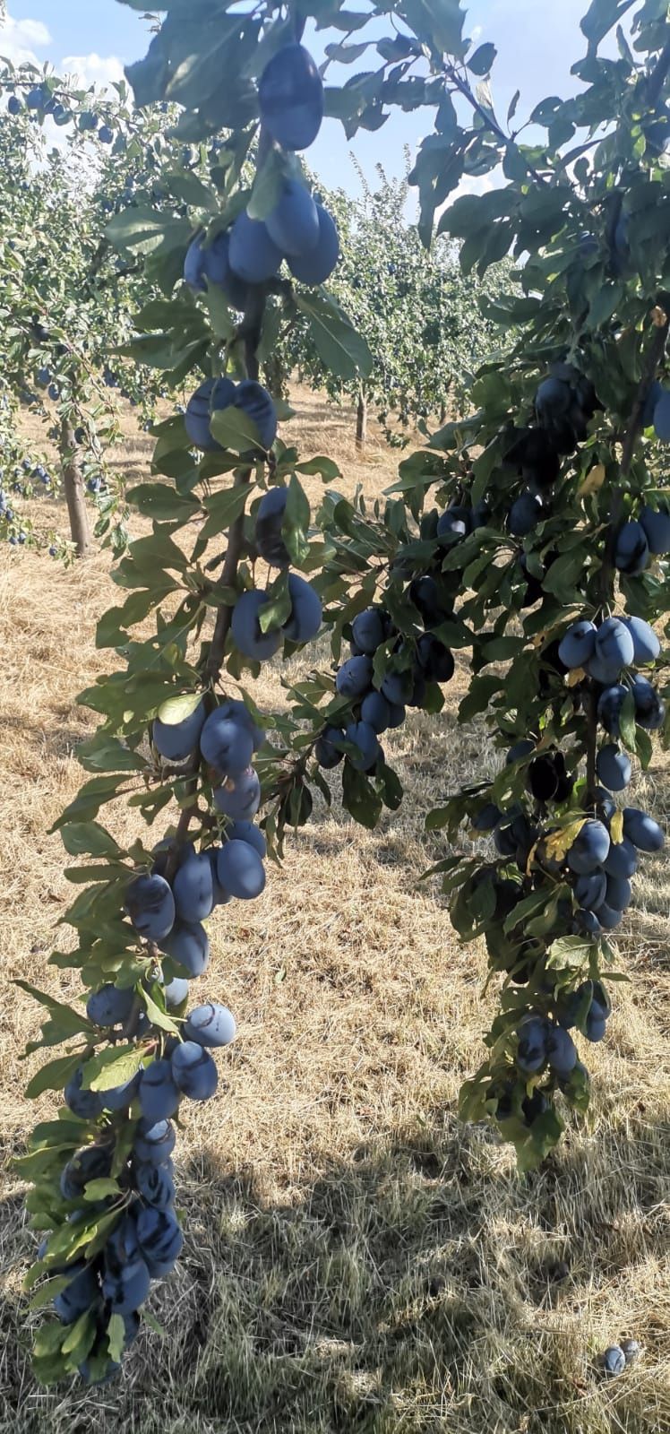 Prune de țuică-pălincă