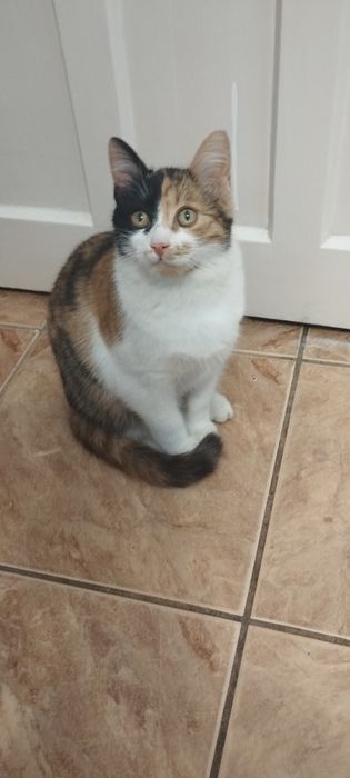 Donez pisica de curte