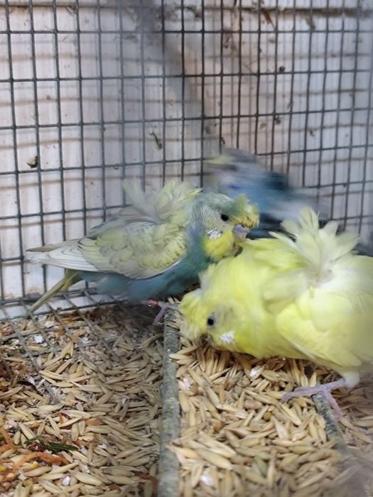 Perusi hagoromo tineret