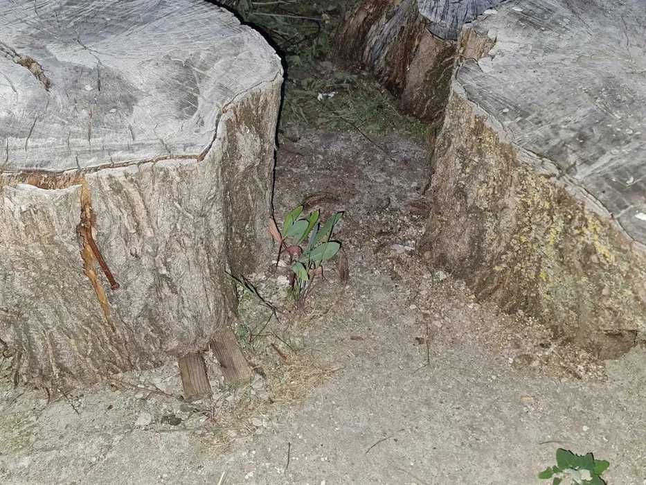Lemne de foc pentru sobe / seminee