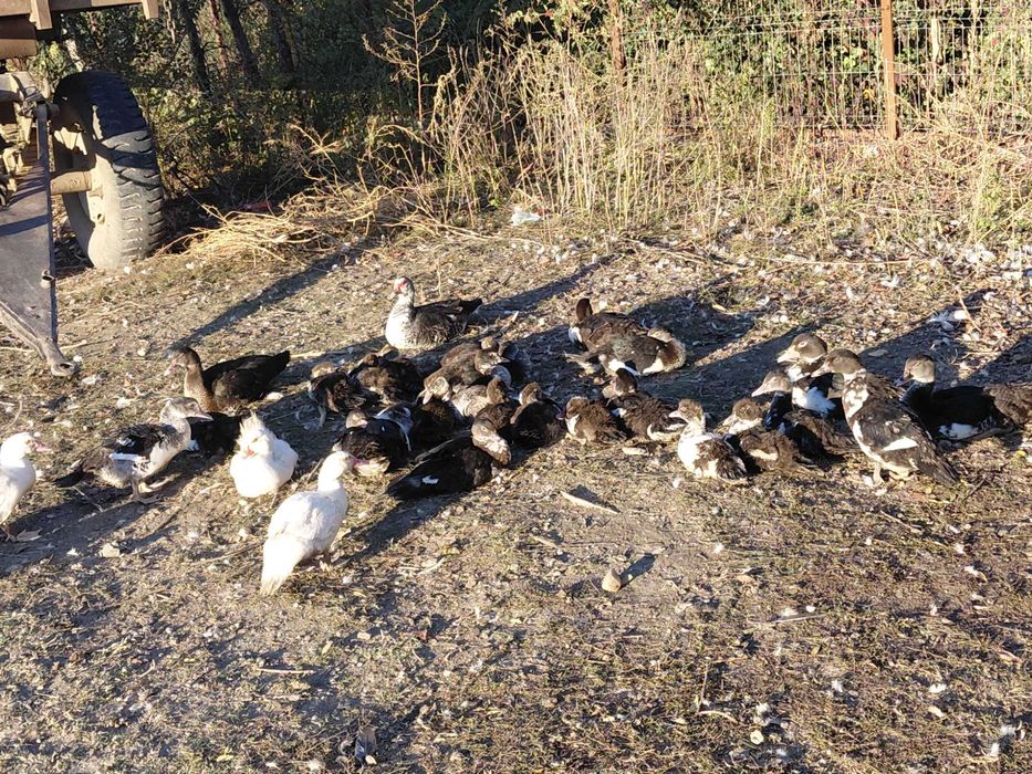 Rațe lesesti de vânzare