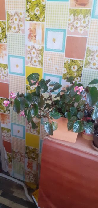Домашние цветы растения на родоконнике