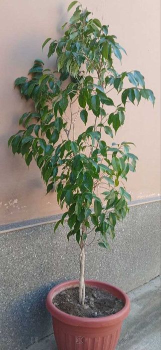 Фикус бенжамина 130см