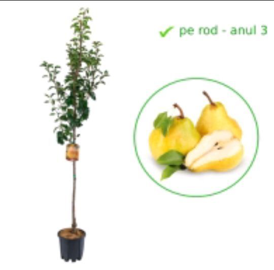 Pomi fructiferi La Ghiveci (Păr )
