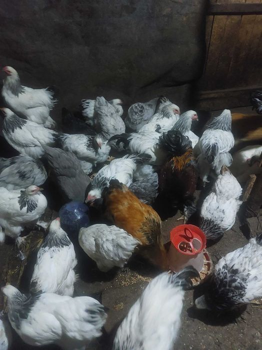 Pui brahma de vinzare