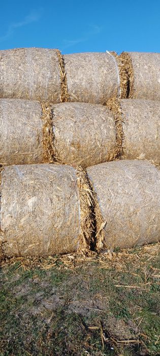 Vand Baloți de tulei