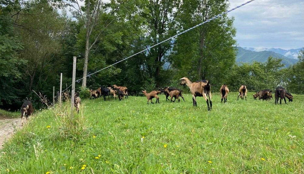 Capre alpine si un tap