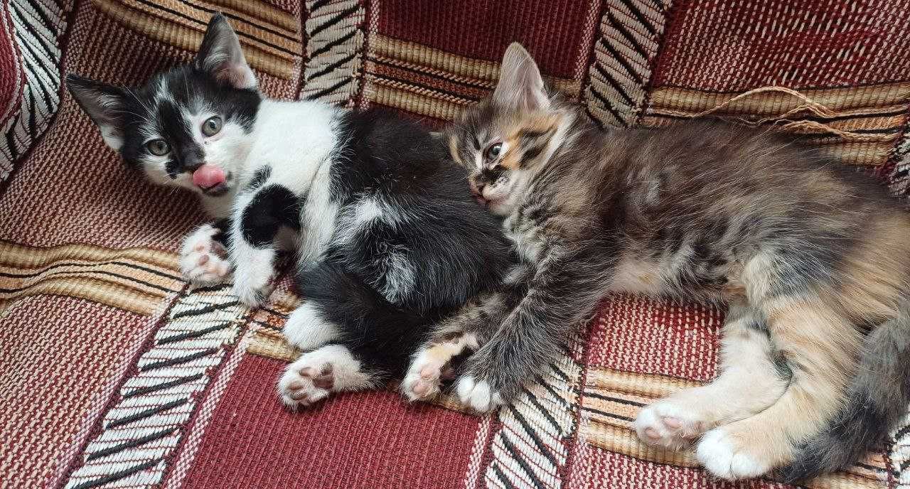Отдаю котят в добрые руки , бесплатно.