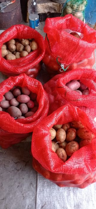 Продам картофель