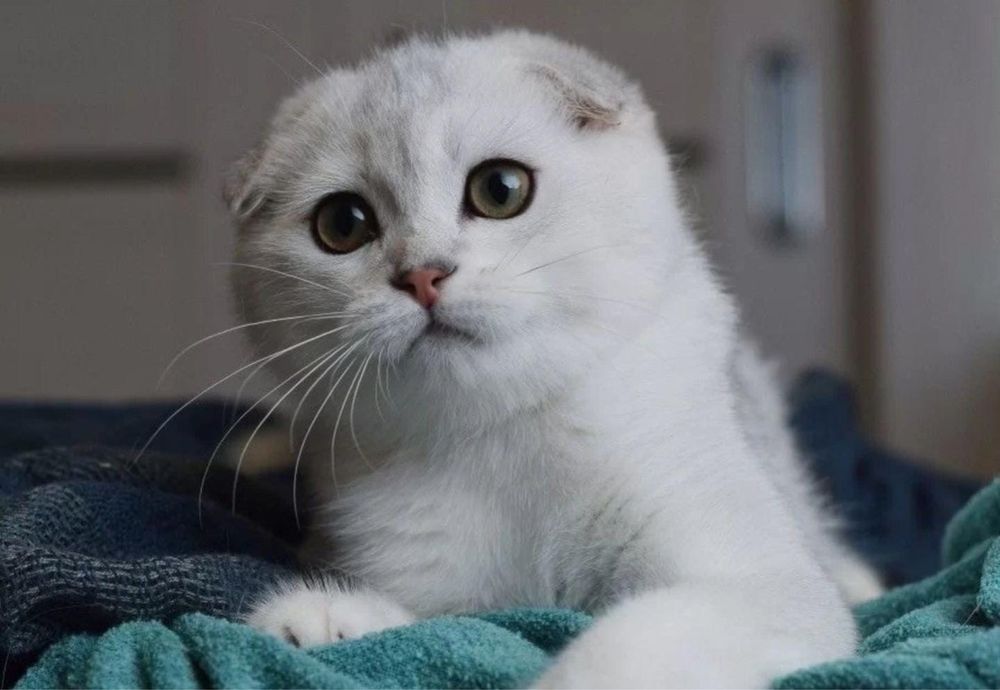 Отдам даром котенка  причина у ребенка алергия