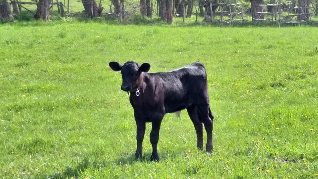 Vand vitel baltata romaneasca cu negru
