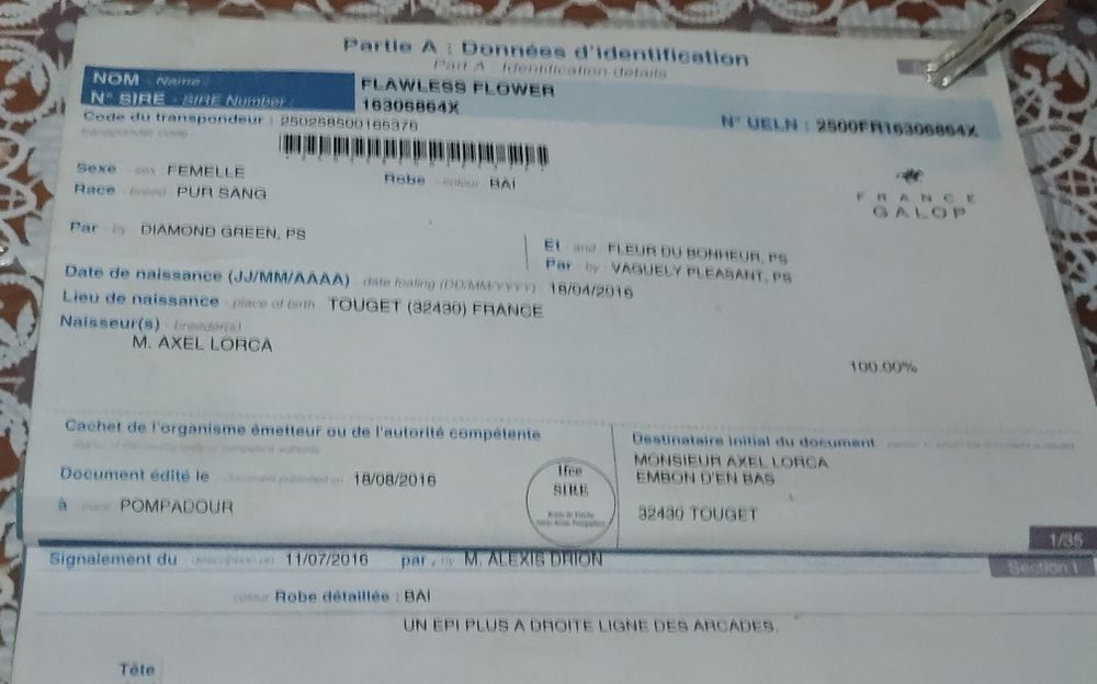 Vând Pur Sânge Englez