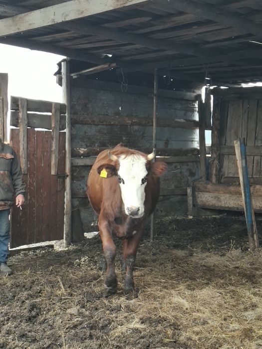 Продам телку, цена договорная