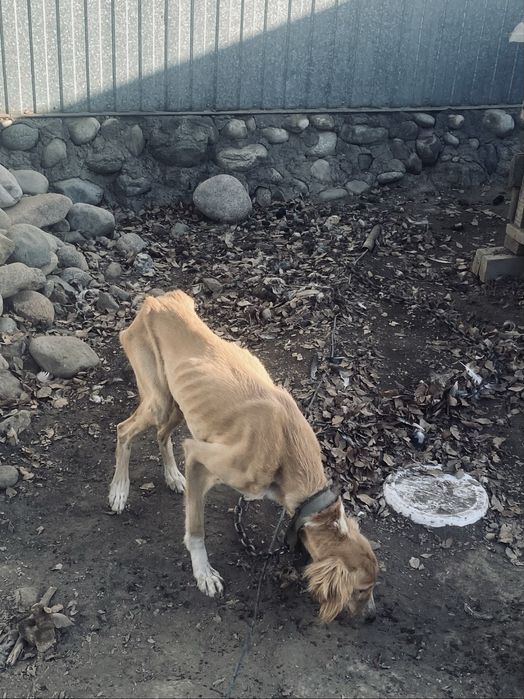 Тазы 1 жасар ұрғашы