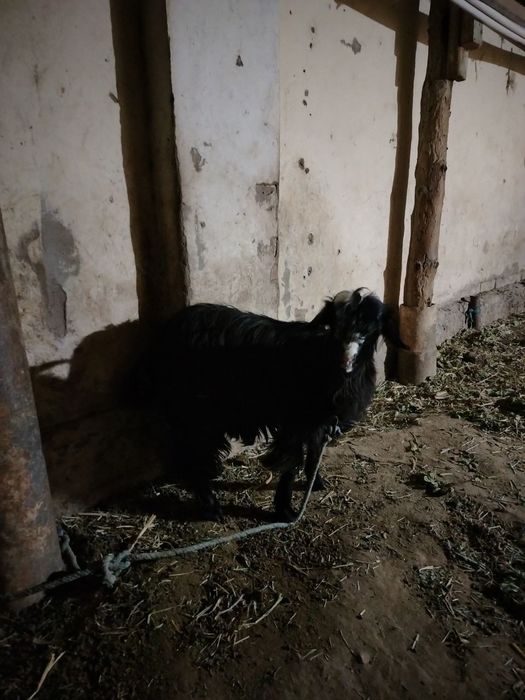 Туша илак бахасы келисимли