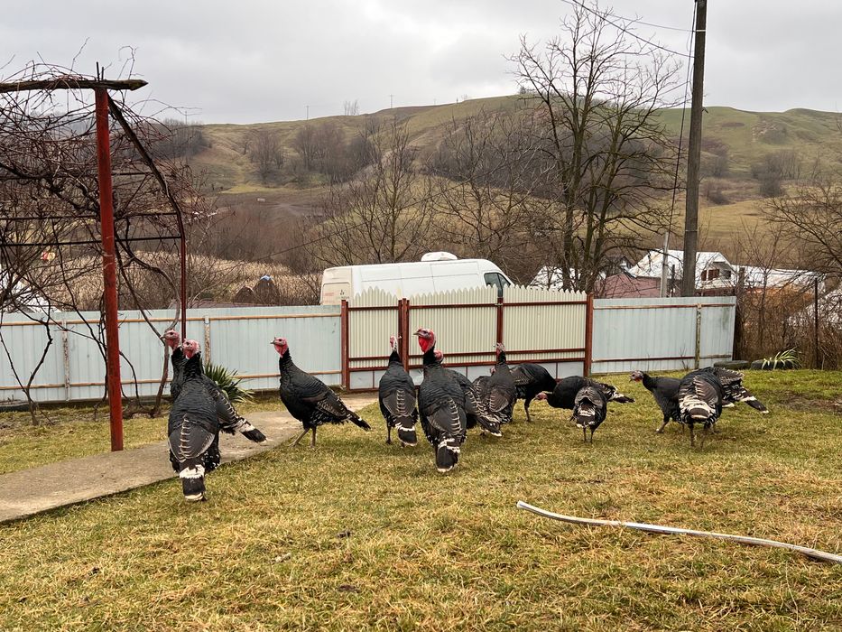 OFERTA!!! Curci de vânzare