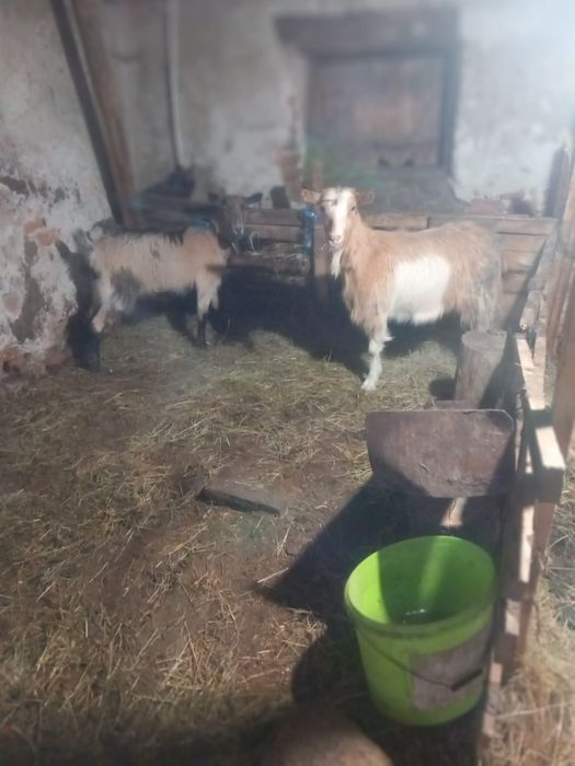 Vând 2 iede frumoase