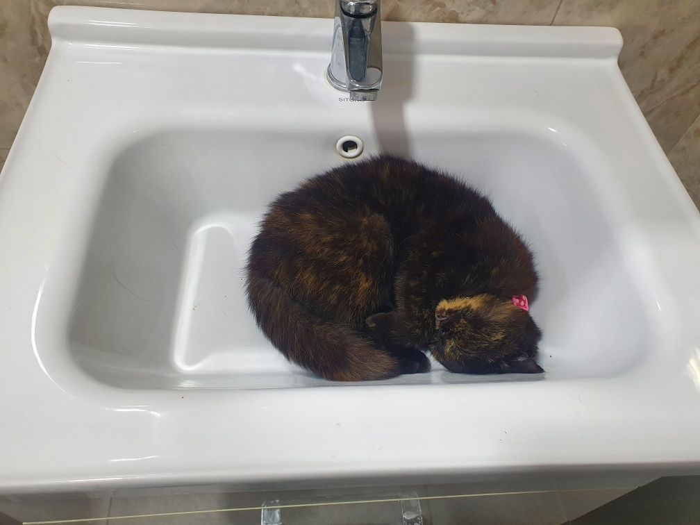 Кошка пародистая