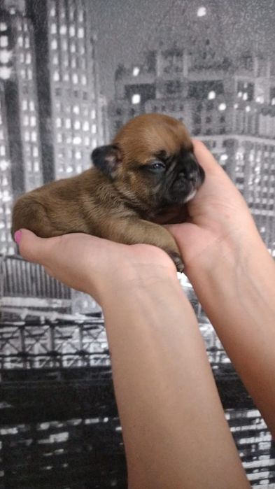 Готовы к брони малыши Французского бульдога