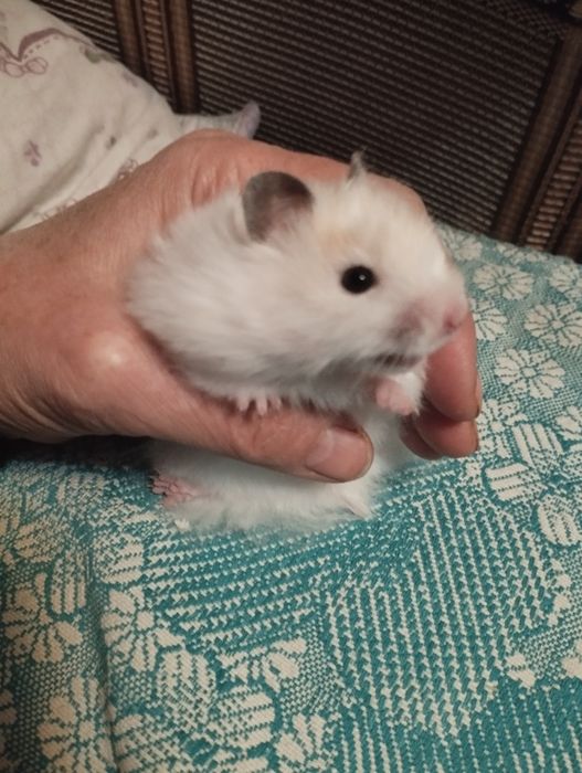 Хомячки домашние