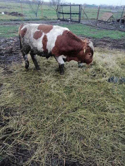 Vand taurași 9 luni