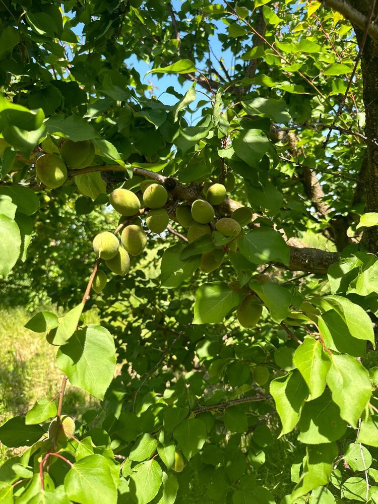 Livada pomi fructiferi (cais)