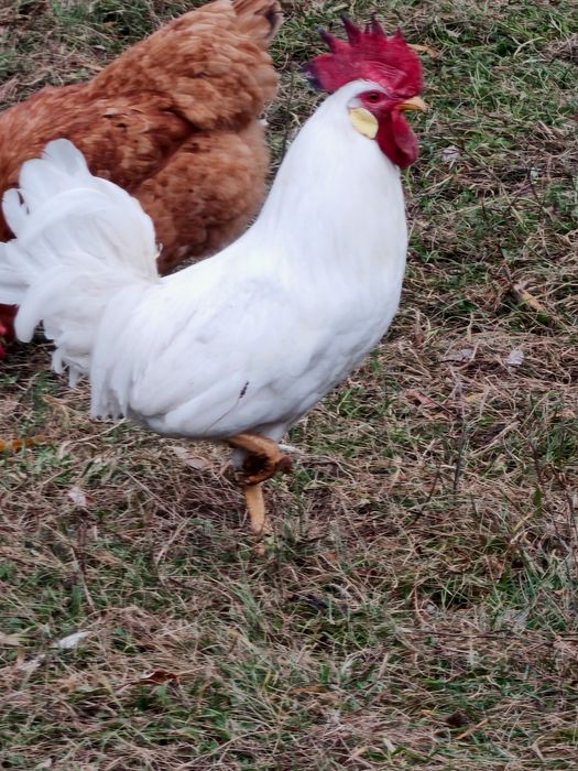 Pereche Leghorn 2025