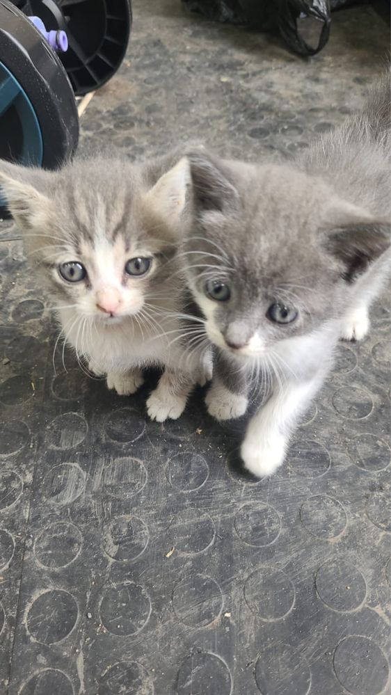 Ищем дом для котят