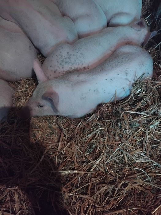 Валентин 1234567