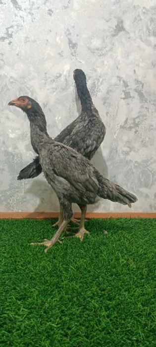 Kul makyonla sotiladi