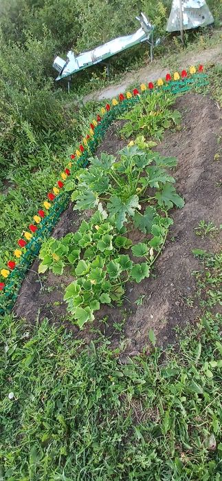 Продаю без торга. Дача на ромашке 8 км от маикудука. СОРТИРОВКА.