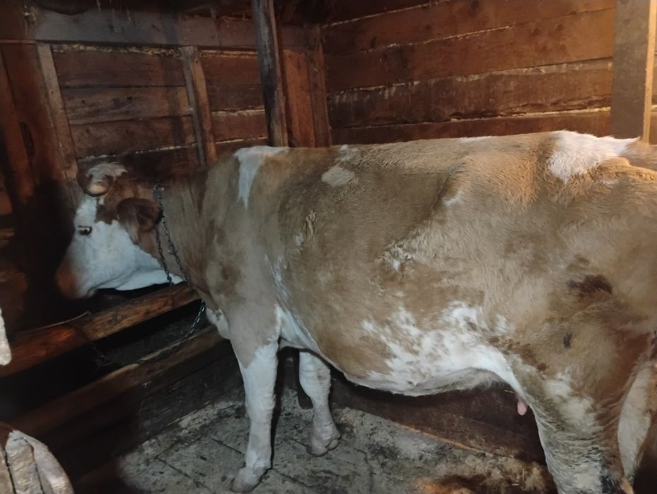 Vaca de lapte, 7 spre 8 ani