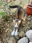 Adoptii pui pisicia. Donez pui de pisica (femele).
