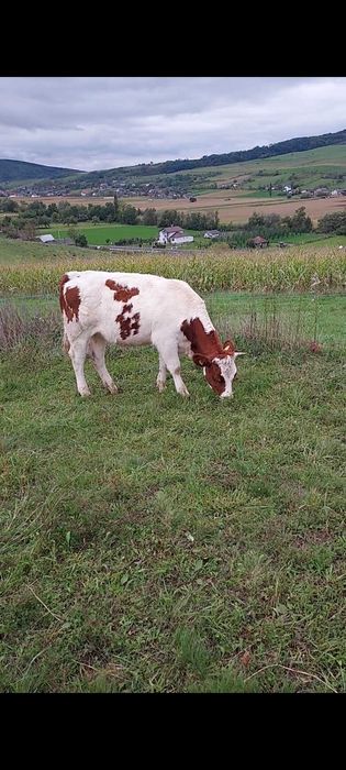 Juninca baltata romaneasca