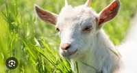 Продам  срочно все три козы по 15000 тг каждый.