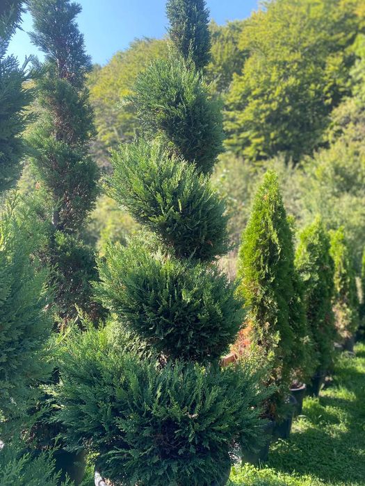 Plante ornamentale deosebite pentru colecții rare și speciale