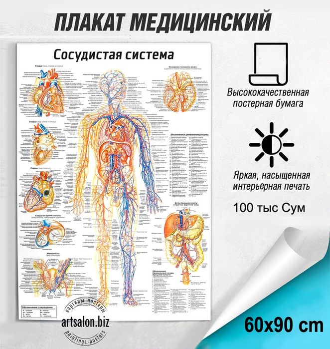 Медицинские плакаты на заказ, каталог более 1.000 видов
