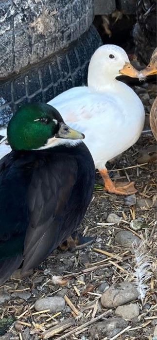 Rață Pitică Olandeză