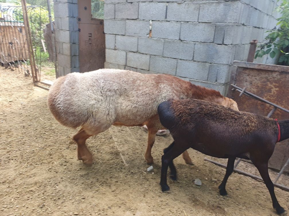 Продам кошкара Арашан