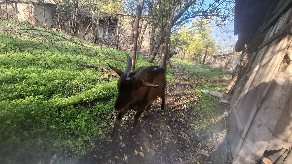 Vând țap alpin francez