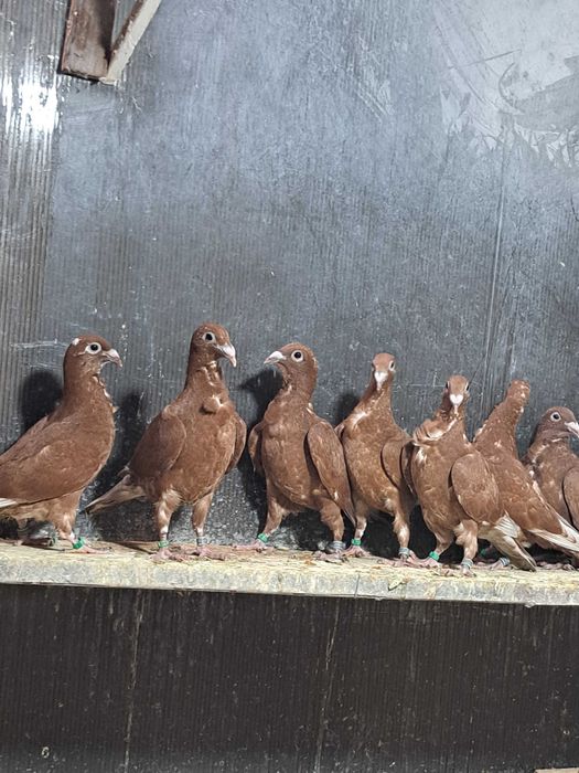 Porumbei roșii cu floare!