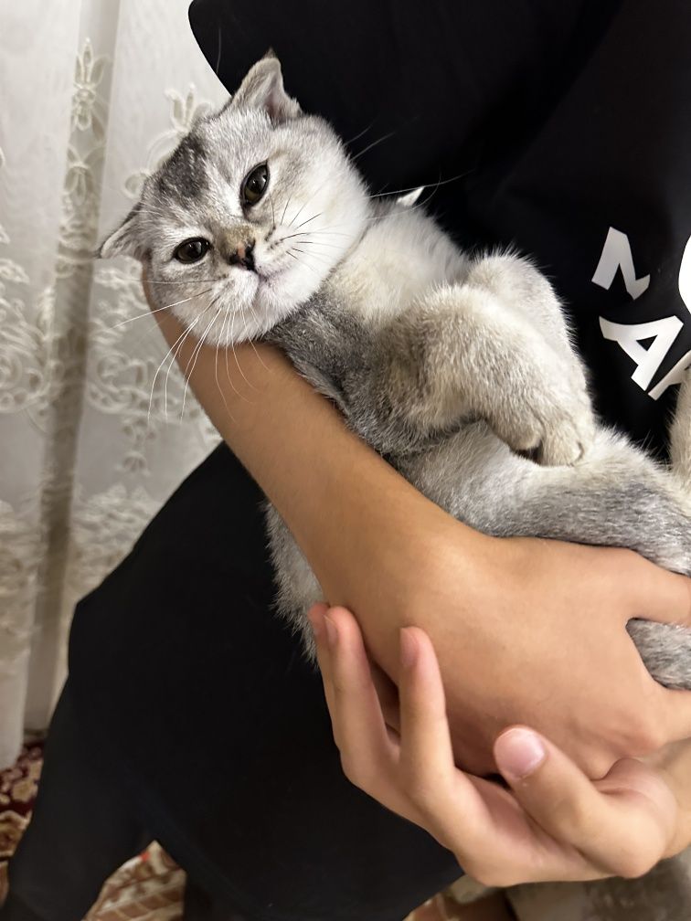 Mushuk Scottish fold qiz bola