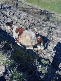 Vând vitele de un an bălțată româneasca si metis