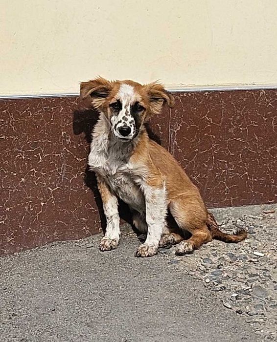 Отдадим собачку в добрые руки