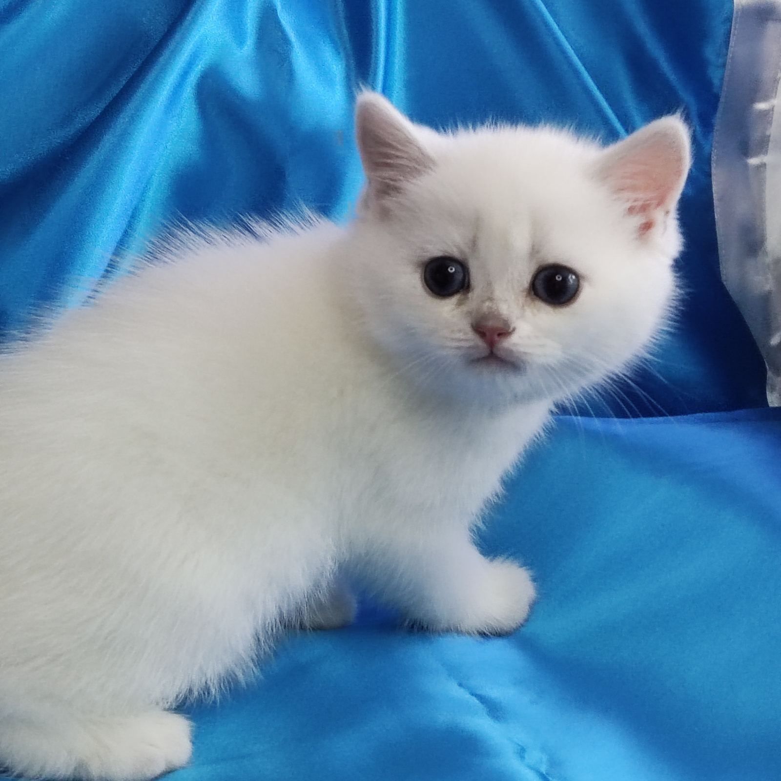 British shorthair NS 11 33  cu pedigree.