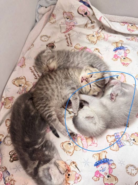 Продаётся кошка порода Серебристый шиншила