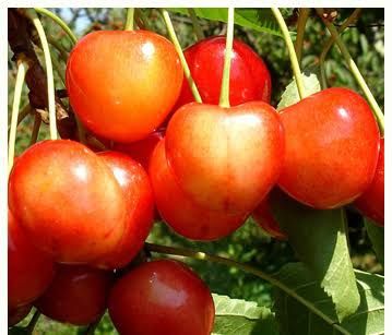 Pomi Fructiferi Străvechi Glia Strămoșească (Soiuri De Cires )