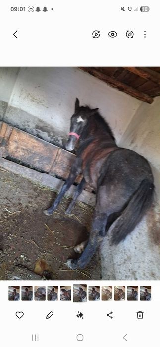 Manz de vaznare arope 7 luni