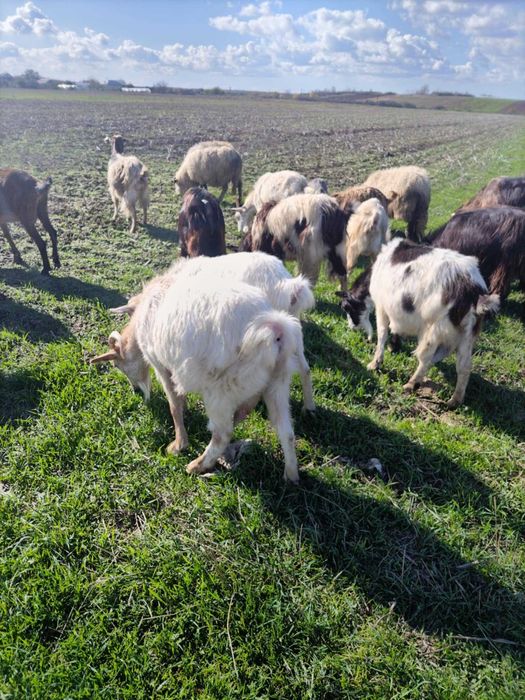 Vând 12 capre cu lapte și 1 tapv